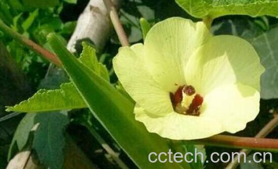 白秋葵的功效与作用 白秋葵可以食用么-0