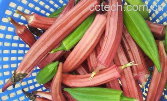 红秋葵的功效与作用有哪些-0