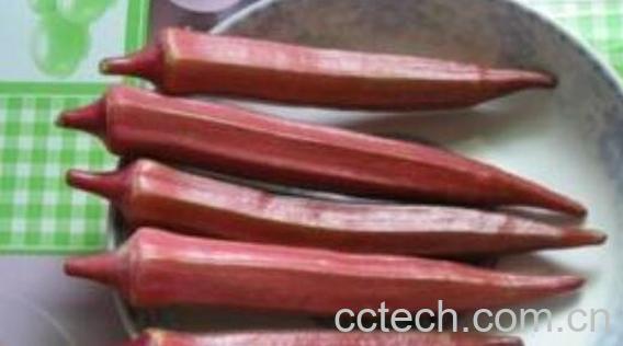 红秋葵的功效与作用有哪些-1