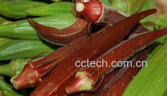 红秋葵和绿秋葵的区别 吃秋葵的好处-0