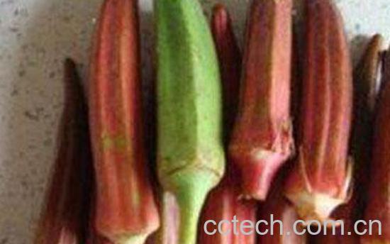 红秋葵怎么吃 红秋葵的做法教程-1