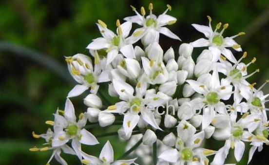 韭菜花的功效与作用 吃韭菜花的好处-1