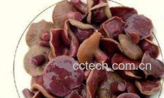 红乳菌的功效和作用-0