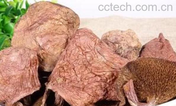 红乳菌的功效和作用-1