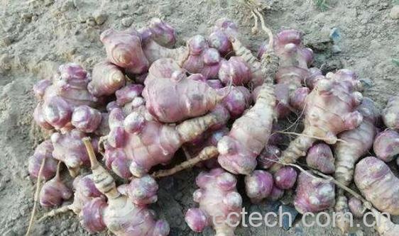 紫洋姜的功效与作用 紫洋姜的食用方法-0