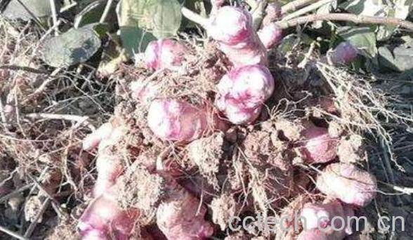 紫洋姜的功效与作用 紫洋姜的食用方法-1