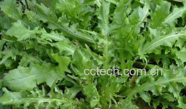 野生芥菜的功效与作用 野生芥菜的食用方法-0