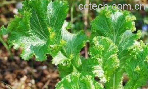 大叶芥菜的功效与作用-0