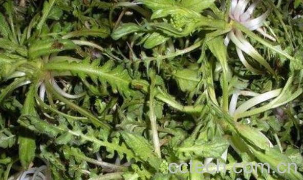 野生芥菜的功效与作用 野生芥菜的食用方法-1