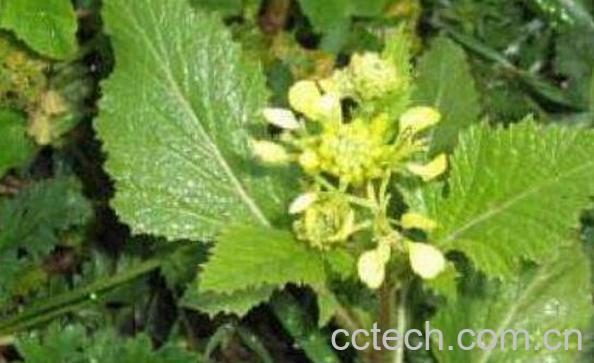 大叶芥菜的功效与作用-1