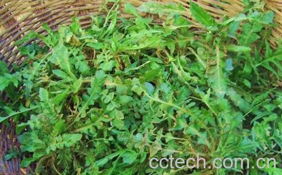 野生芥菜的功效和作用及食用方法-1