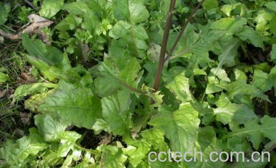 金芥菜的功效作用-0