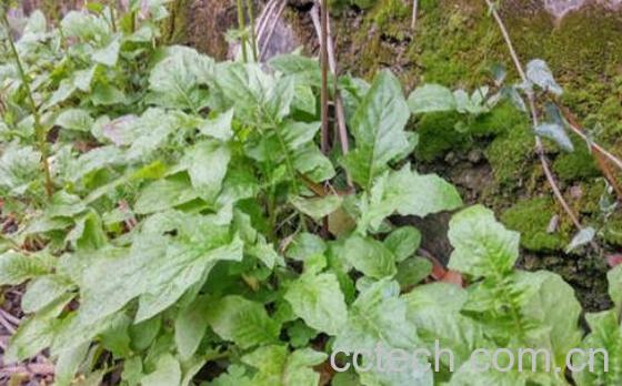 金芥菜的功效作用-1