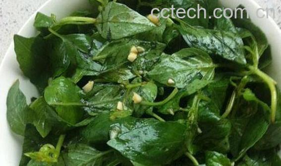 金菜的功效和作用-0