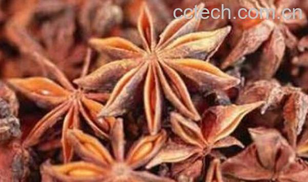 八角和假八角的区别 八角的功效与作用-1