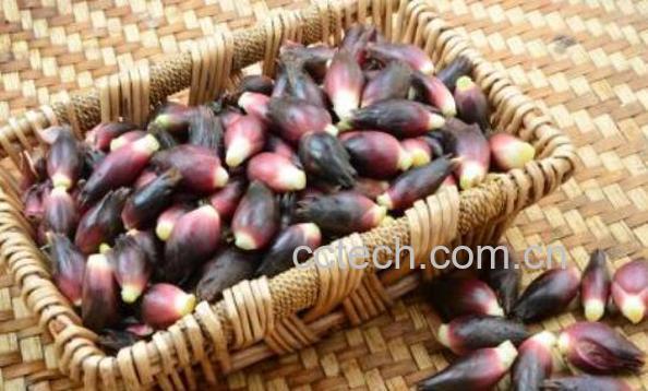 洋合笋怎么做腌制泡菜 洋合笋怎么炒来好吃-1