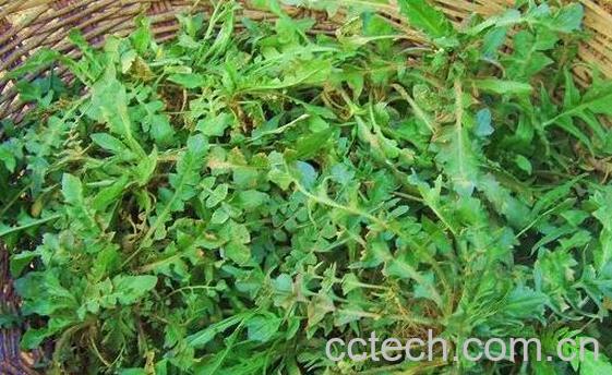 野生芥菜有毒吗 吃野芥菜有什么副作用-1