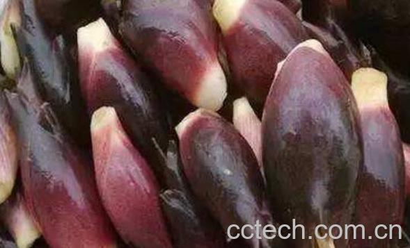 洋荷姜什么人不能吃 洋荷姜的副作用与禁忌-1