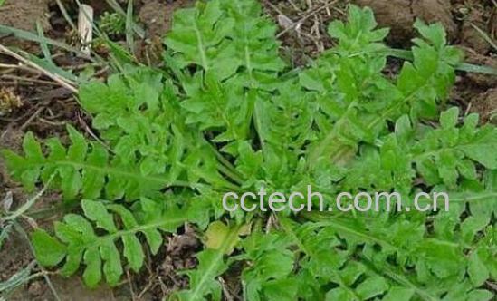 野生芥菜有毒吗 吃野芥菜有什么副作用-0