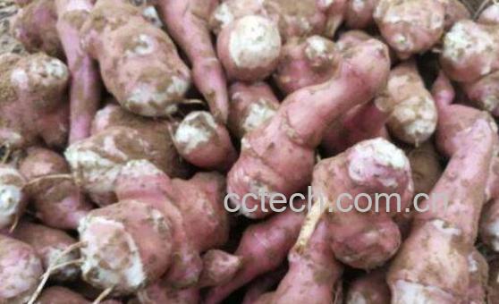 紫色洋姜与白色洋姜的区别 吃洋姜的好处-0