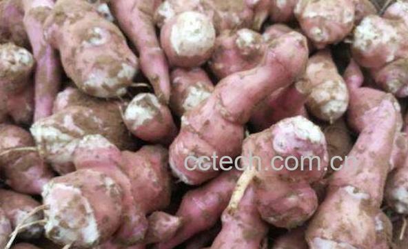 紫色洋姜与白色洋姜的区别 吃洋姜的好处-1