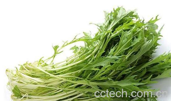 银丝菜的功效与作用-0