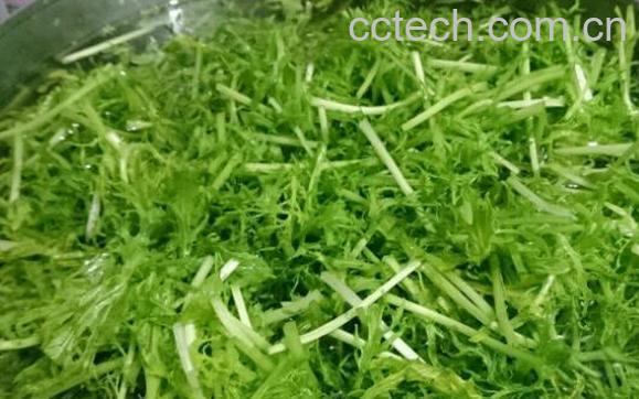 银丝菜的功效与作用-1