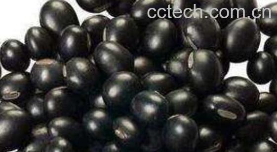 青皮黑豆的功效与作用-0