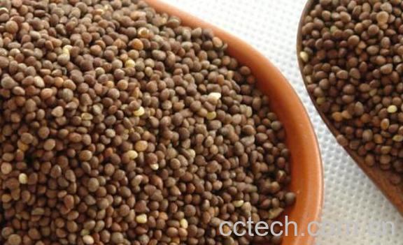 生苏子怎样做好吃 熟苏子怎么做好吃-1