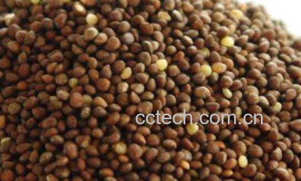 生苏子怎样做好吃 熟苏子怎么做好吃-0