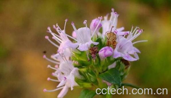 地椒花和地椒叶区别-0