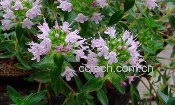 地椒花和地椒叶区别-1