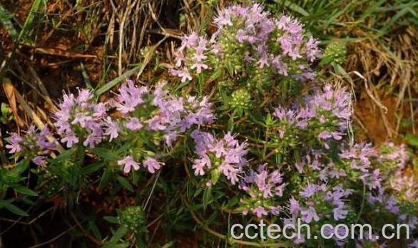 地椒泡水喝有什么功效-1