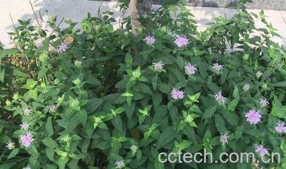 地椒泡水喝有什么功效-0