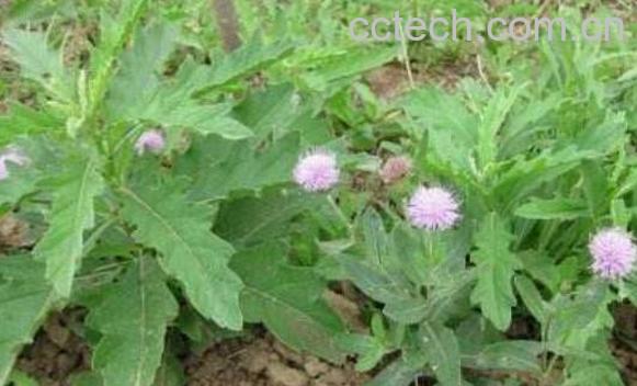 青刺尖的吃法　青刺尖的腌制方法-0