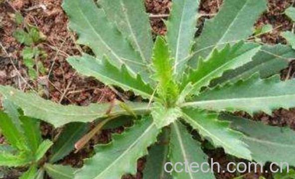 青刺尖的吃法　青刺尖的腌制方法-1