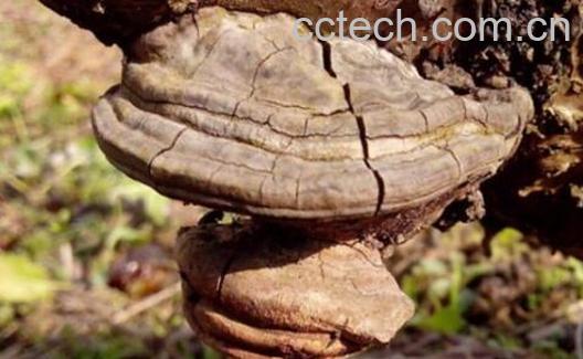 树舌灵芝的功效与作用 树舌灵芝怎么吃-1