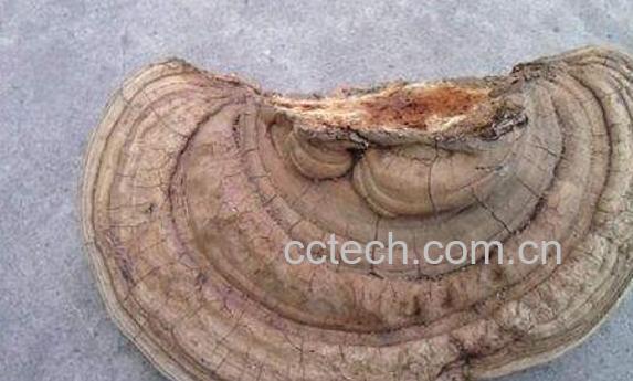 树舌灵芝的功效与作用 树舌灵芝怎么吃-0