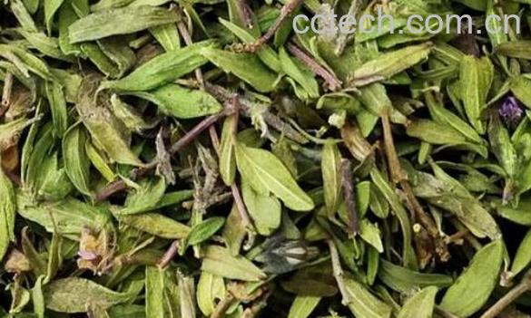 地椒叶的功效与作用-1