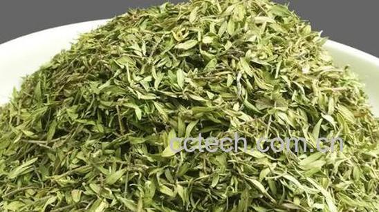 地椒叶的功效与作用-0