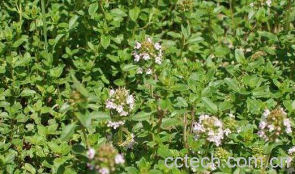 地椒草的功效与作用-0