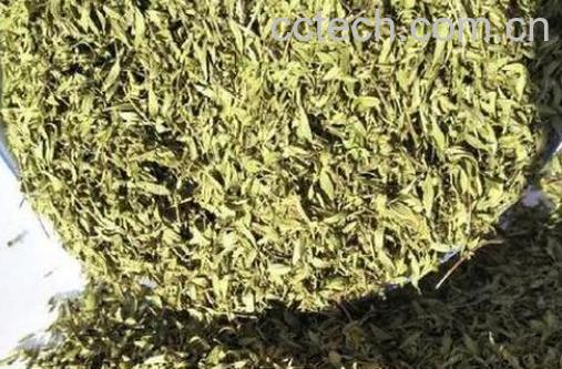 地椒草的功效与作用-1