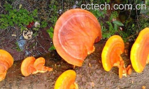 树舌与灵芝的区别有哪些 吃树舌的好处-0