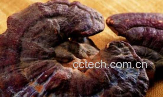 树舌与灵芝的区别有哪些 吃树舌的好处-1