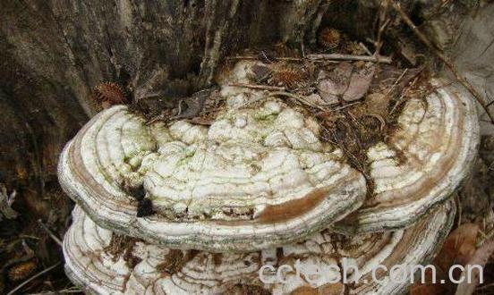 白色树舌的功效与图片-1