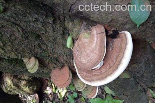 老牛干的功效与作用 老牛干的药用价值-1