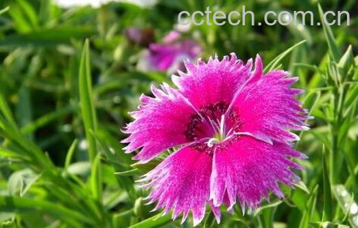 石柱子花的功效和作用-0