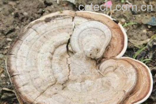 老牛干的功效与作用 老牛干的药用价值-0