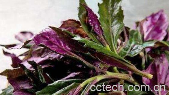 补血菜的副作用有哪些 吃补血菜的禁忌-0