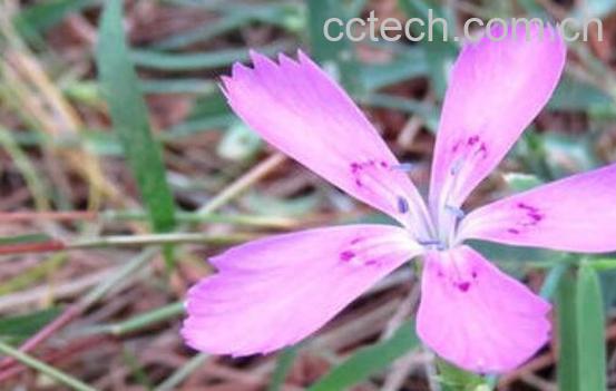 石柱子花的功效和作用-1